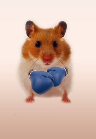 Грустный хомяк