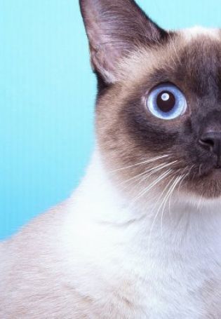 Сиамский котик