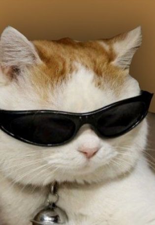 Кот в очках на аву
