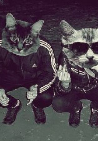 Парные авы с котиками