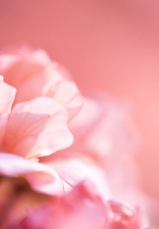 Нежный розовый фон с цветами