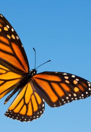Голубая бабочка монарх