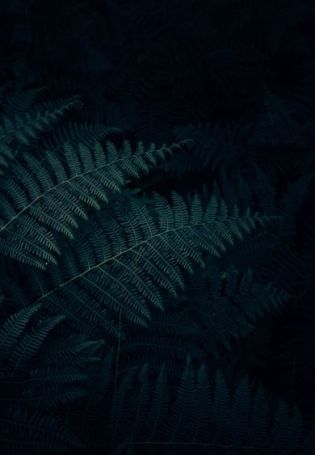 Растения в темноте