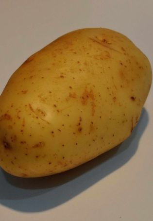 Бульба картофель