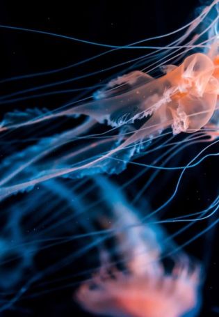 Медуза в космосе