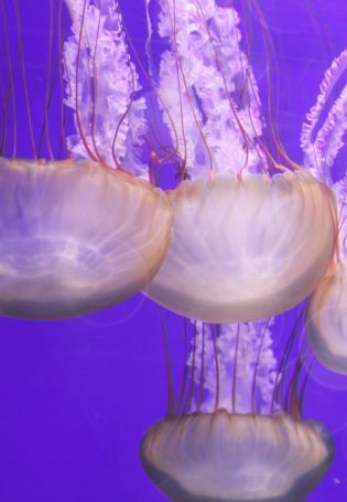 Медузы эстетика