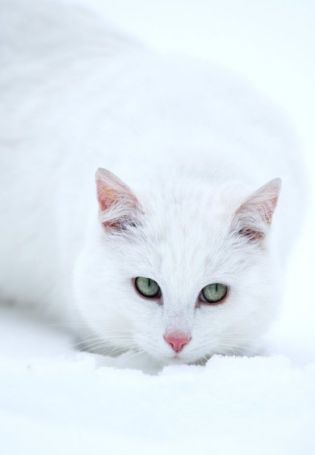 Белый кот на синем фоне