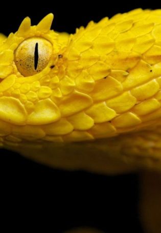 Желтая змея