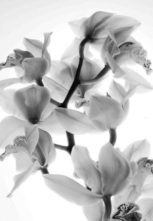 Белая орхидея на черном фоне