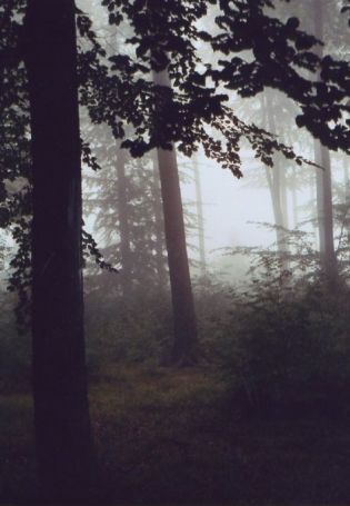 Лес туман фон