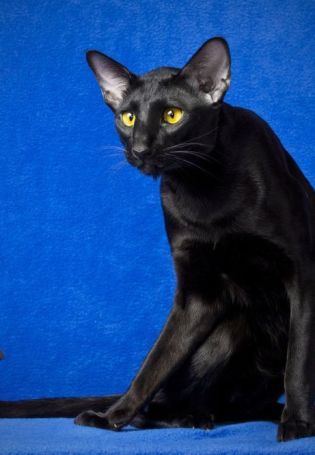 Черный ориентальный кот