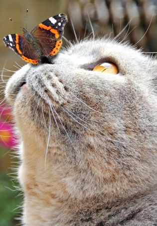 Кошка с бабочкой на носу