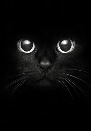 Черный кот обои