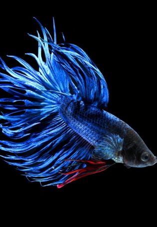Бойцовая рыбка синяя