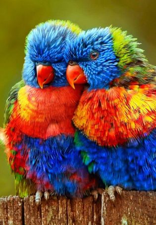 Разноцветный попугай