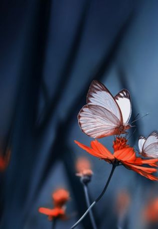 Цветок ночная бабочка