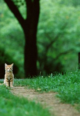 Котенок в лесу
