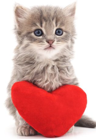 Кошечка с сердечком