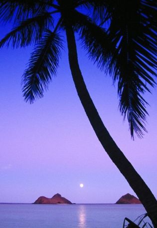 Ночные пальмы