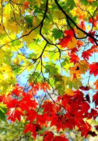 Осенние листья деревьев