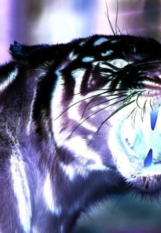 Страшный тигр