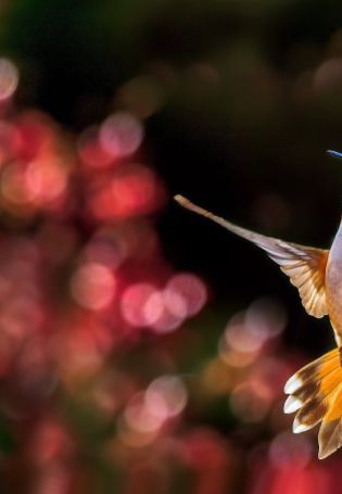 Огненногорлый колибри