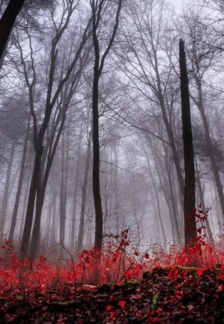 Красный лес обои