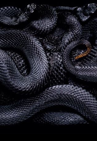 Змеи черно белые