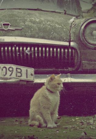 Обои с котом и машиной