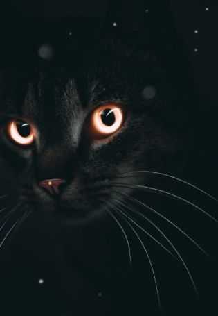 Котик с зелеными глазами