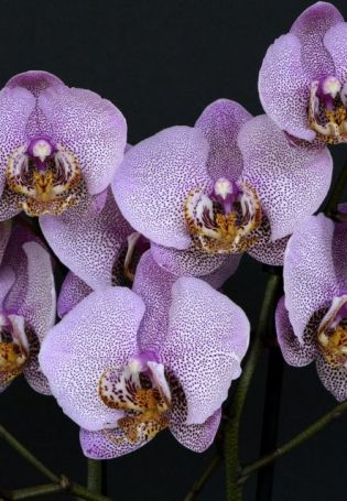 Орхидея интрига