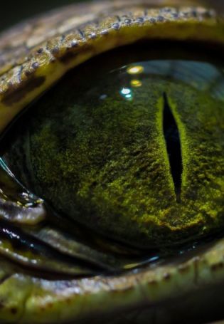 Зеленые глаза змеи