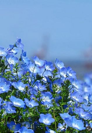 Поляна с голубыми цветами