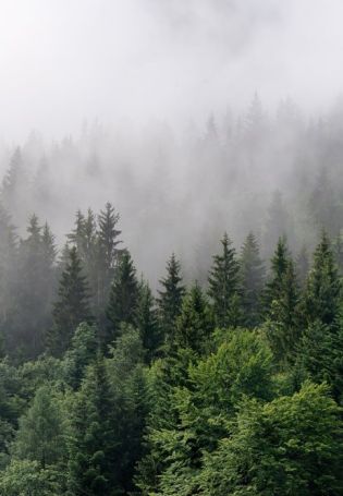Фотообои туманный лес