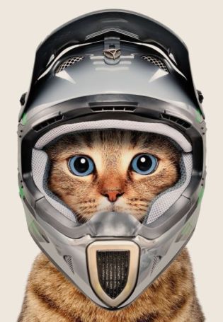 Кот в мотошлеме