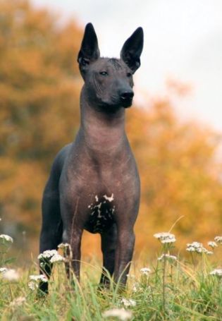 Черная лысая собака