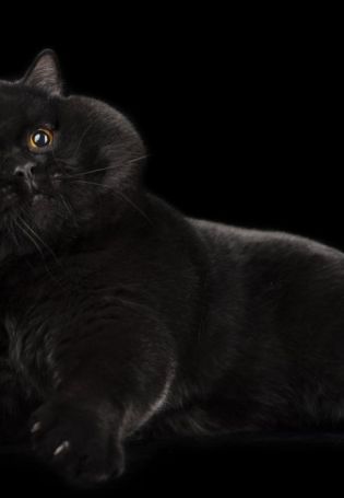 Черная британская кошка