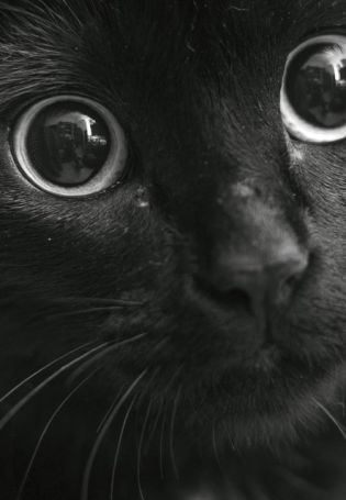 Коты с карими глазами
