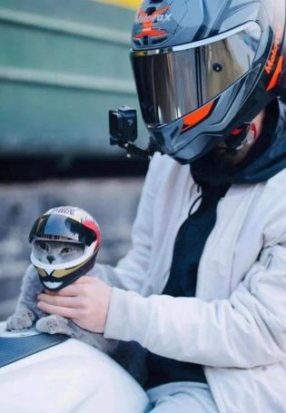 Кот на мотоцикле в шлеме