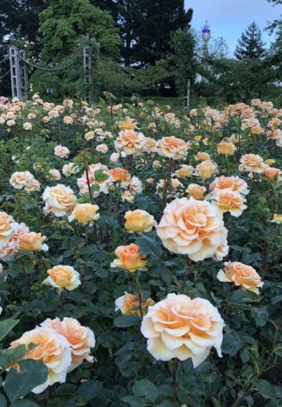 Роза ричмонд парк