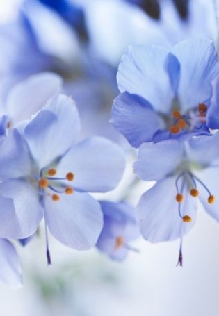 Маленькие синие цветочки весной