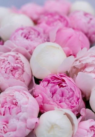 Розовидные тюльпаны