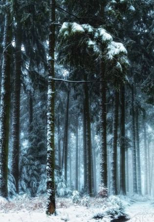 Зимний сосновый лес