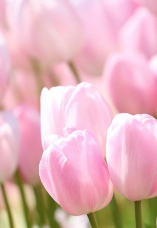Нежно розовые тюльпаны