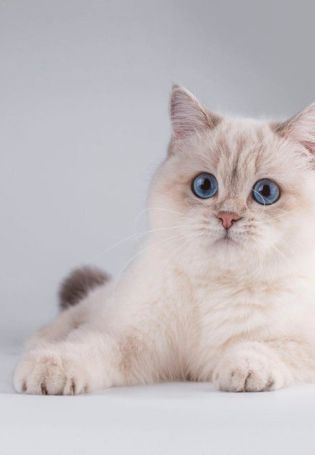 Британский белый котенок