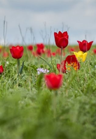 Цветение тюльпанов в калмыкии