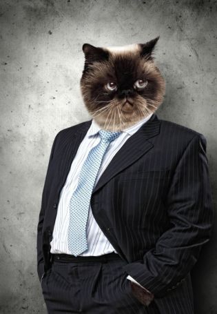 Котенок в деловом костюме