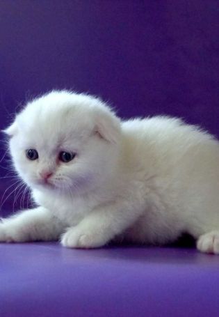Вислоухий белый котенок