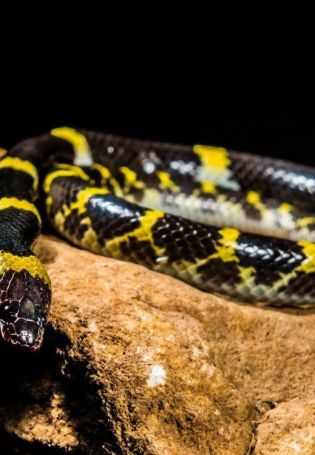 Черная змея с желтыми пятнами