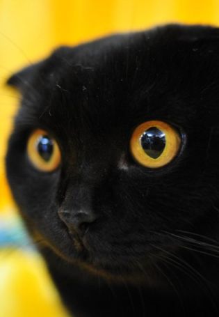 Шотландский черный котенок